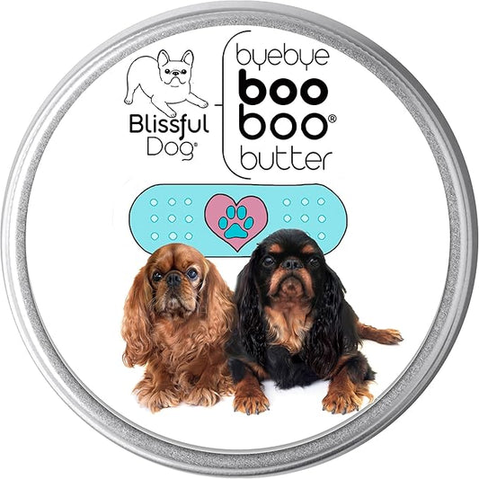 English Toy Spaniel Boo Boo Butter,