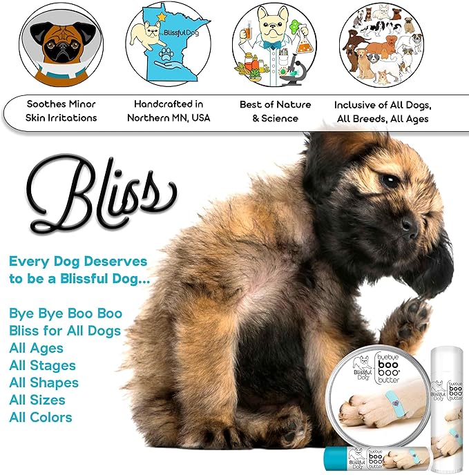 English Toy Spaniel Boo Boo Butter,