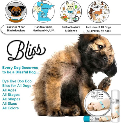 English Toy Spaniel Boo Boo Butter,