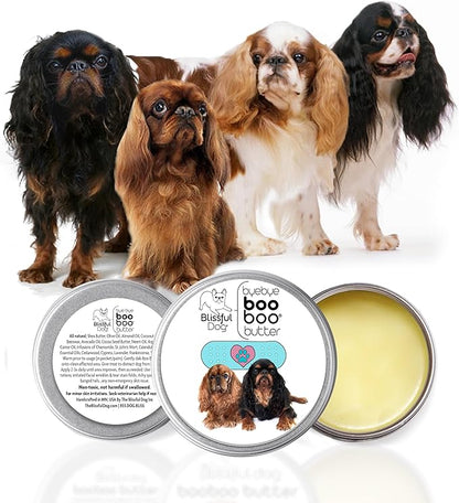 English Toy Spaniel Boo Boo Butter,
