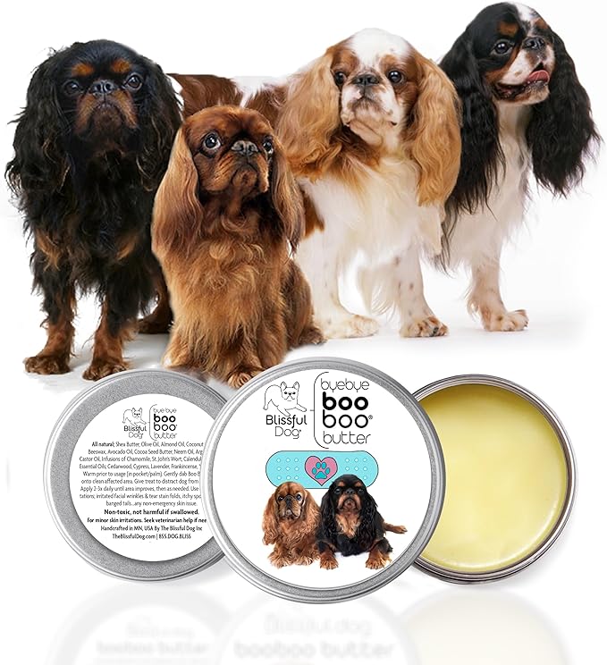 English Toy Spaniel Boo Boo Butter,