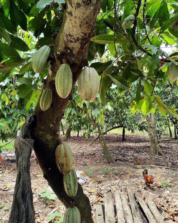Generic Gres Cacao - Graisse Cacao