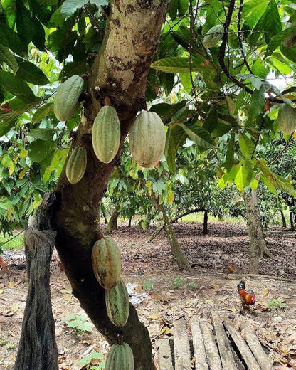 Generic Gres Cacao - Graisse Cacao
