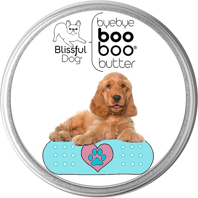 English Cocker Spaniel Boo Boo Butter,