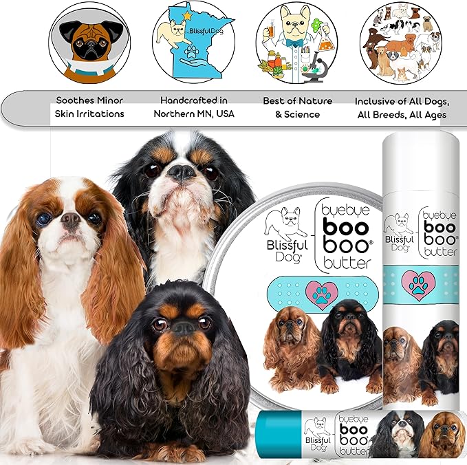English Toy Spaniel Boo Boo Butter,