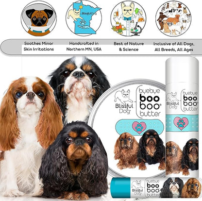 English Toy Spaniel Boo Boo Butter,